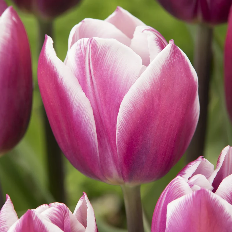 Triumph-Tulpen Synaeda Blue (x7)