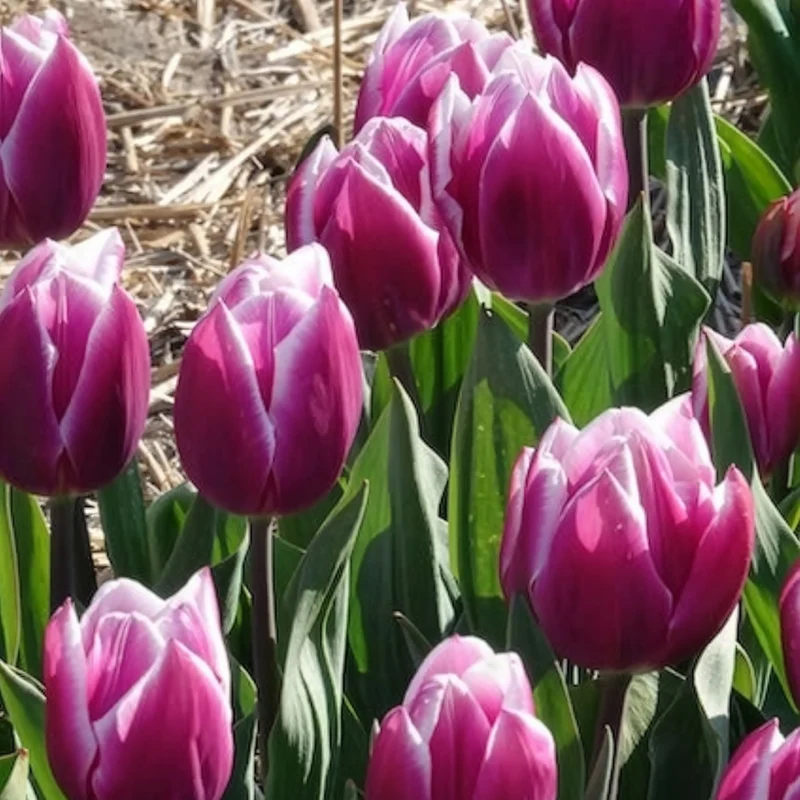 Triumph-Tulpen Synaeda Blue (x7)