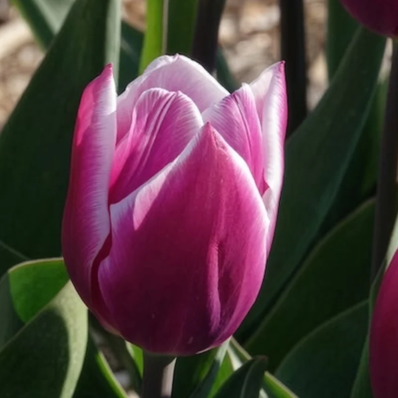 Triumph-Tulpen Synaeda Blue (x7)