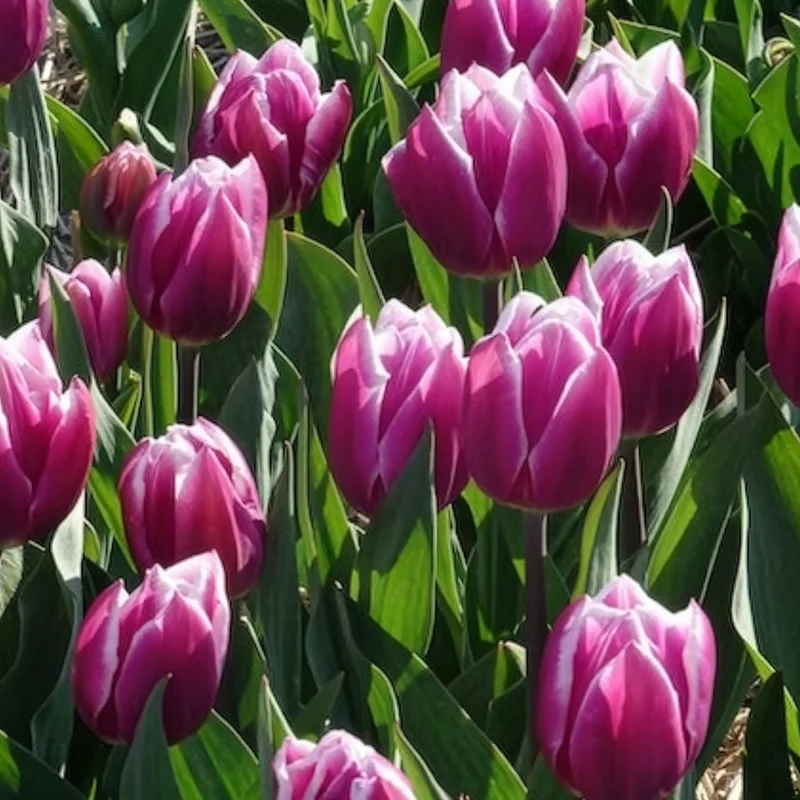 Triumph-Tulpen Synaeda Blue (x7)