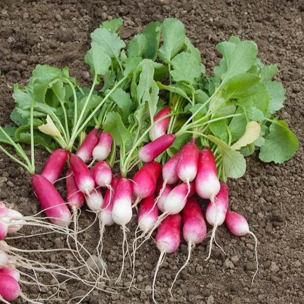 Saatgut-Kollektion für Gemüsegarten (x7)