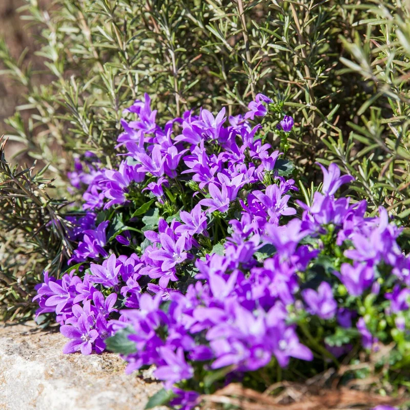 Polster-Glockenblume