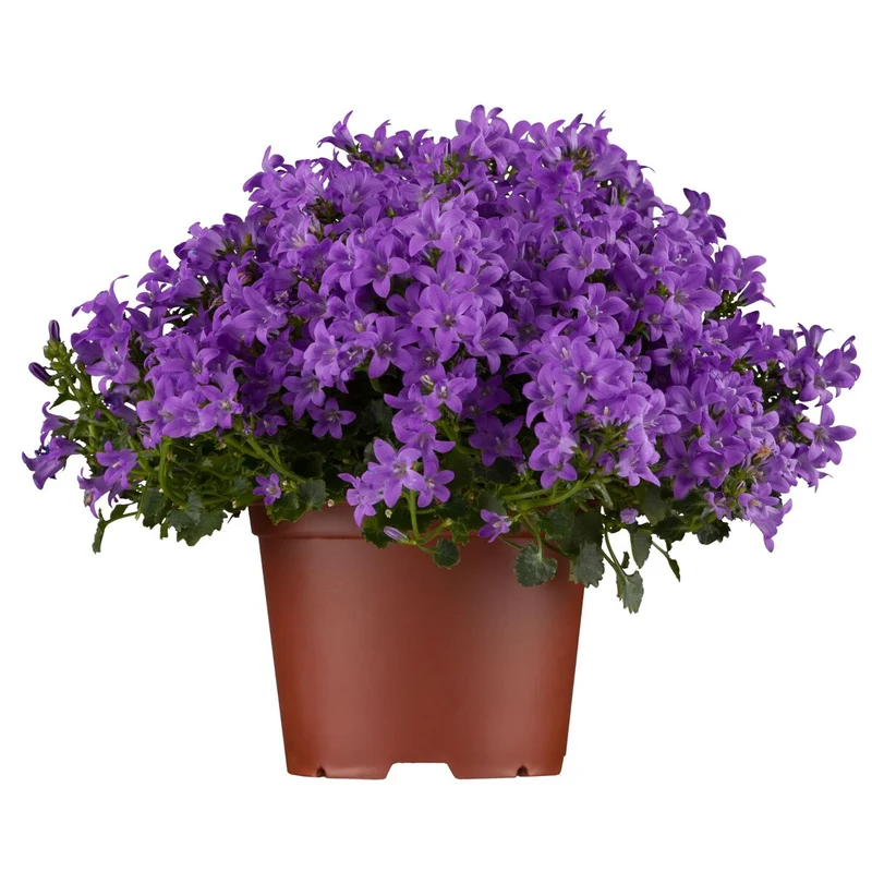 Polster-Glockenblume