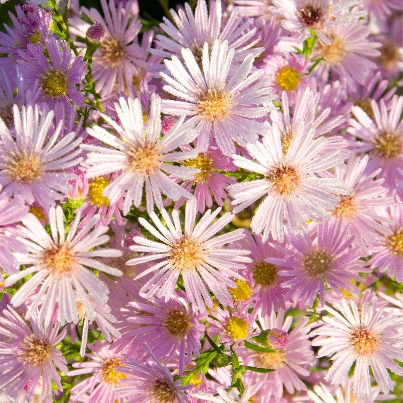 Pringleis-Aster 'Pink Star'