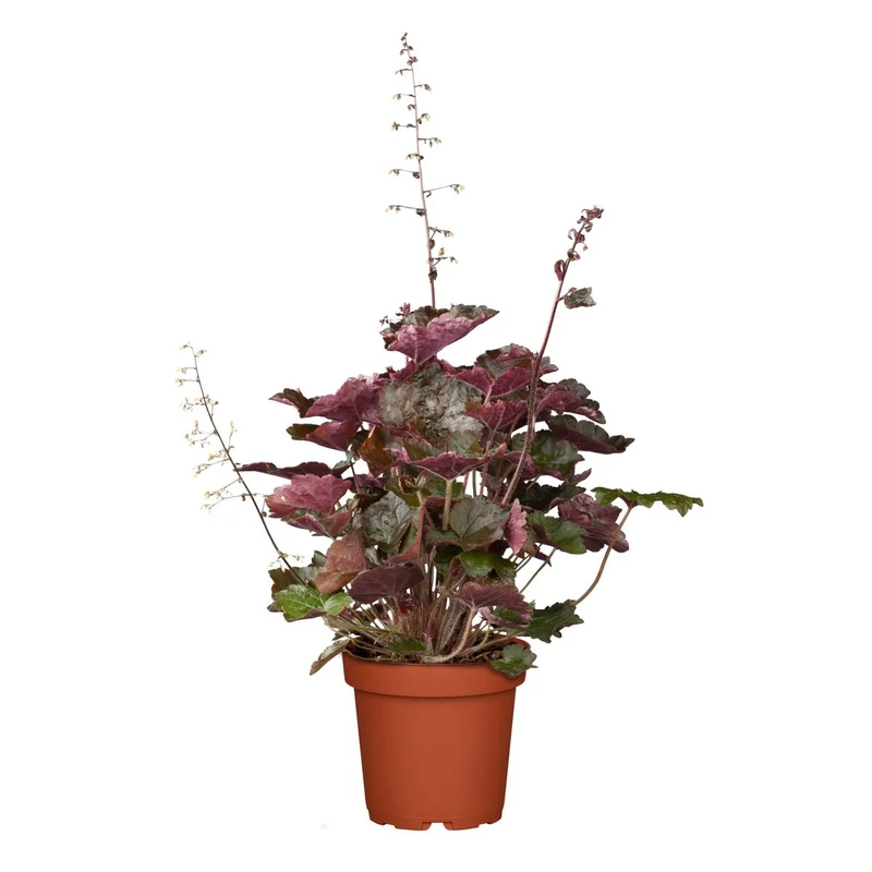 Rotblättriges Silberglöckchen 'Palace Purple'