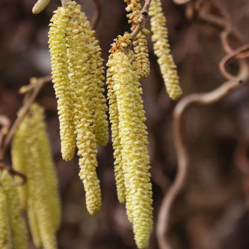Korkenzieherhasel 'Contorta'