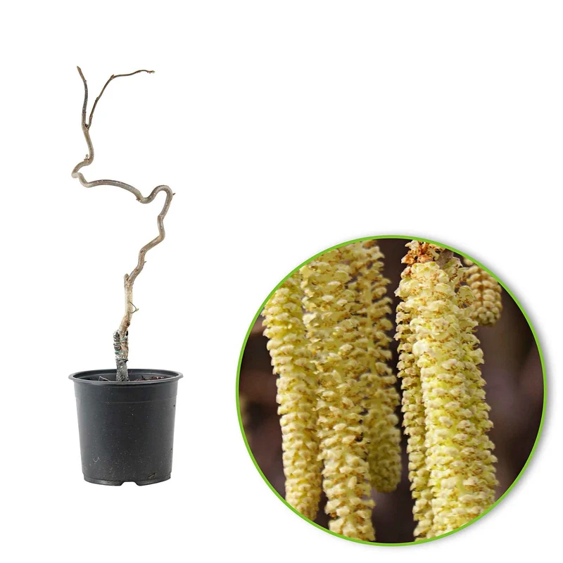 Korkenzieherhasel 'Contorta'