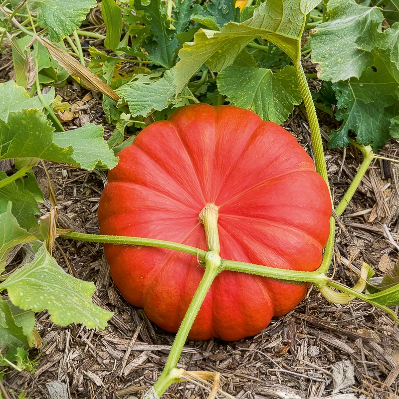 Kürbis ‘Rouge Vif d’Étampes’ Pflanzen (x3)