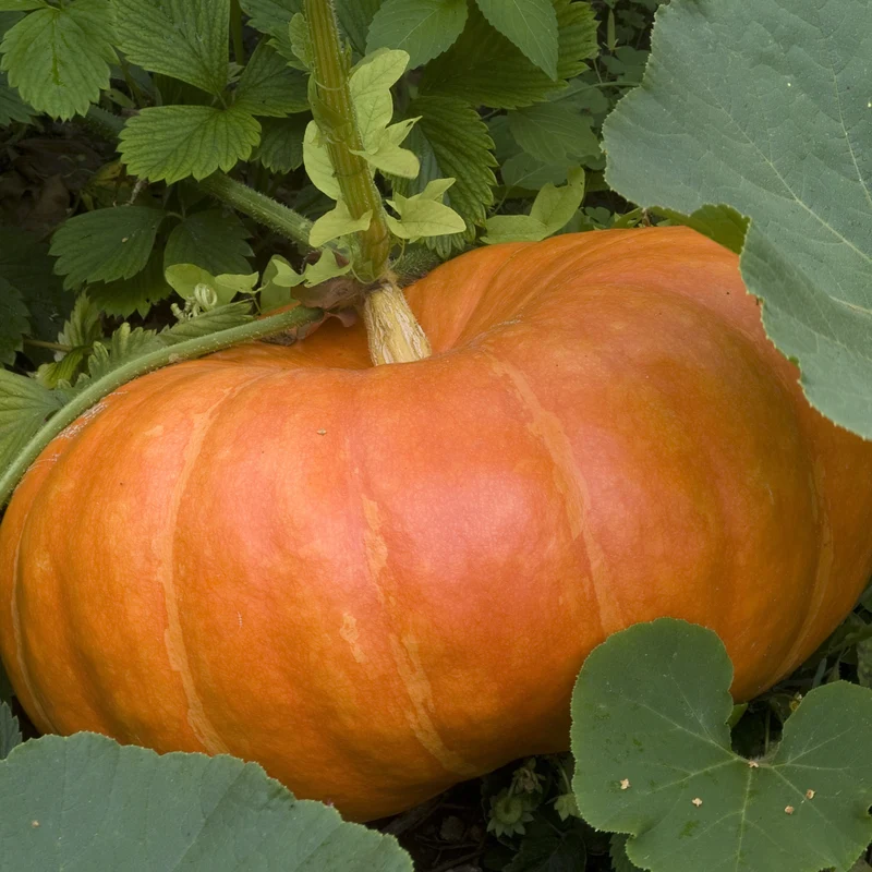 Kürbis ‘Rouge Vif d’Étampes’ Pflanzen (x3)
