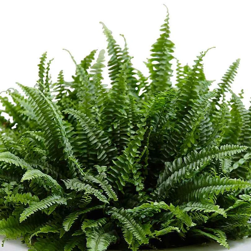 Schwertfarn Nephrolepis 'Green Lady'