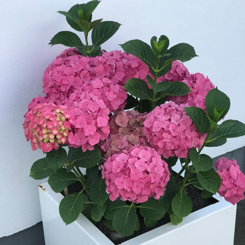 Bauernhortensie 'Early Seduction®'