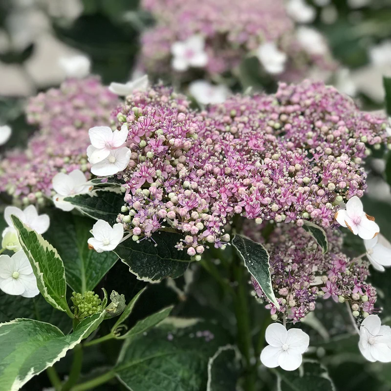 Bauernhortensie 'Light-O-Day'