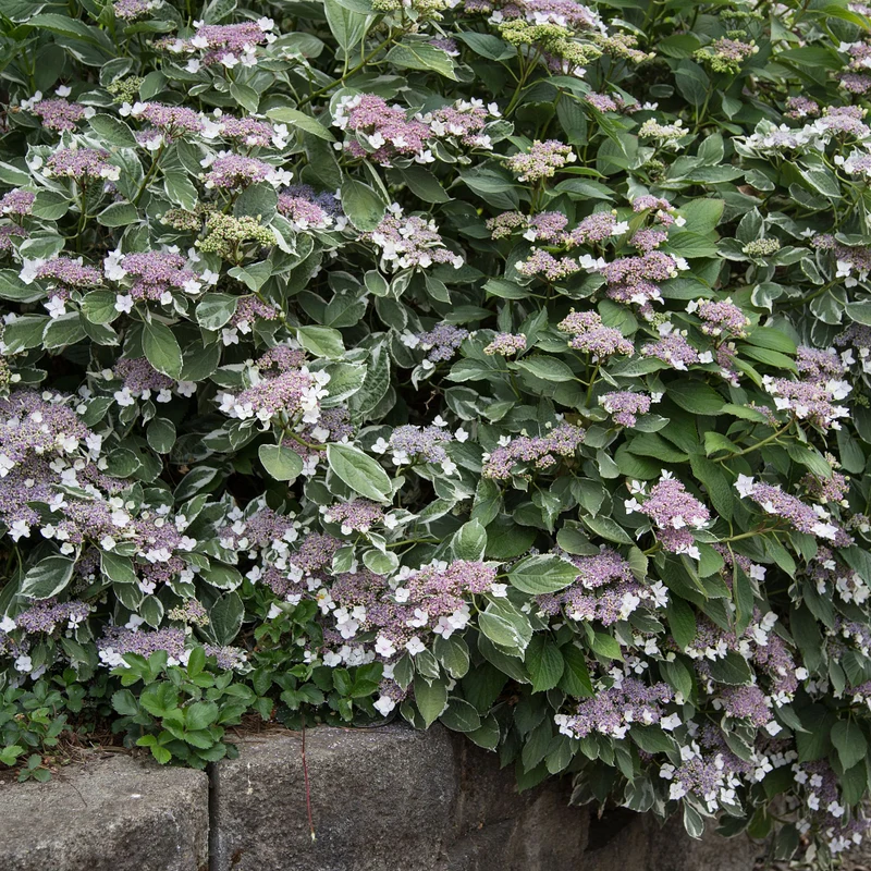 Bauernhortensie 'Light-O-Day'
