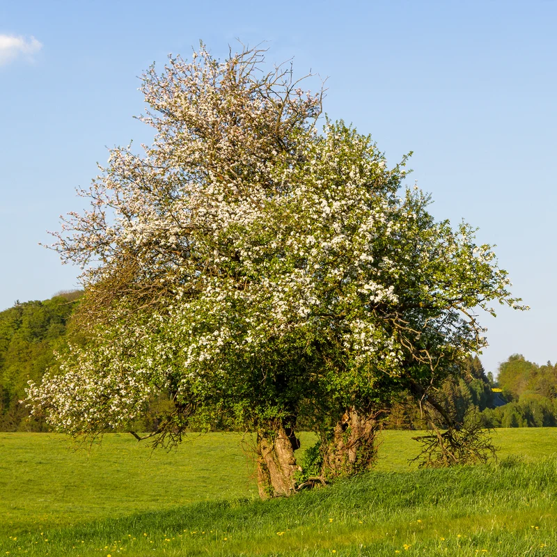 Holzapfel