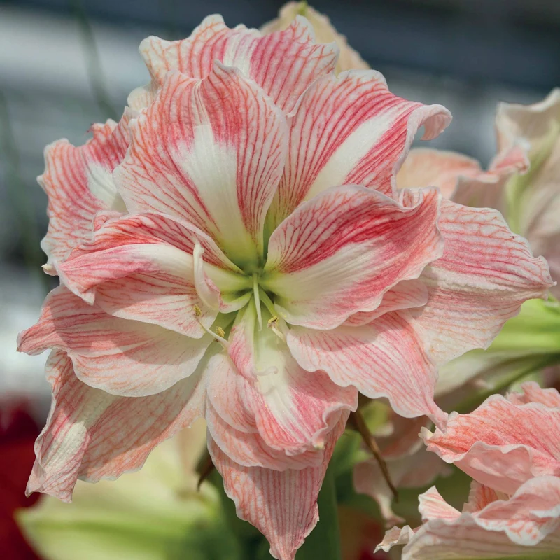 Amaryllis Happy Nymph