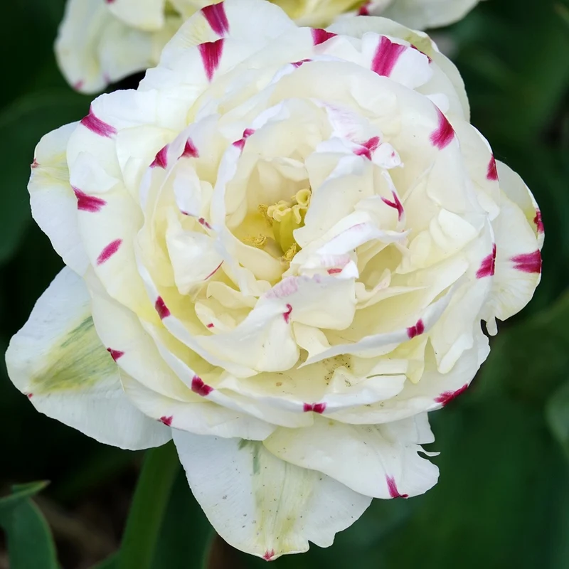 Tulpe 'Dance Line' gefüllt (x7)