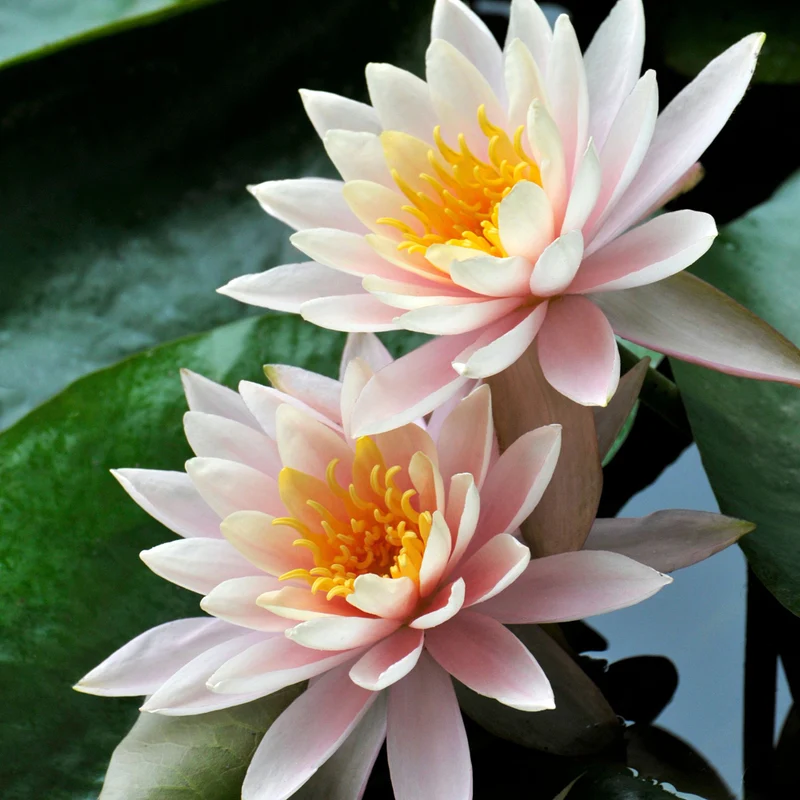 Seerose 'Rosennymphe'
