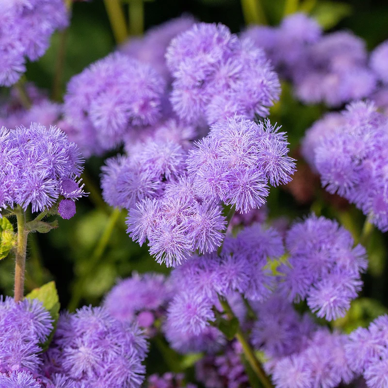 Leberblume
