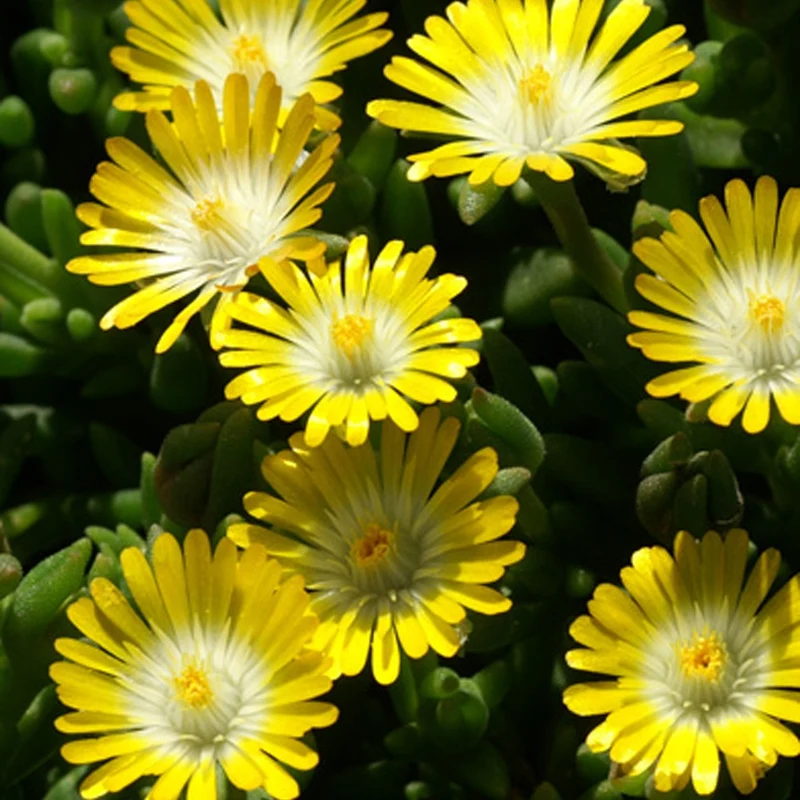 Mittagsblume 'Jewel of Desert Peridott'