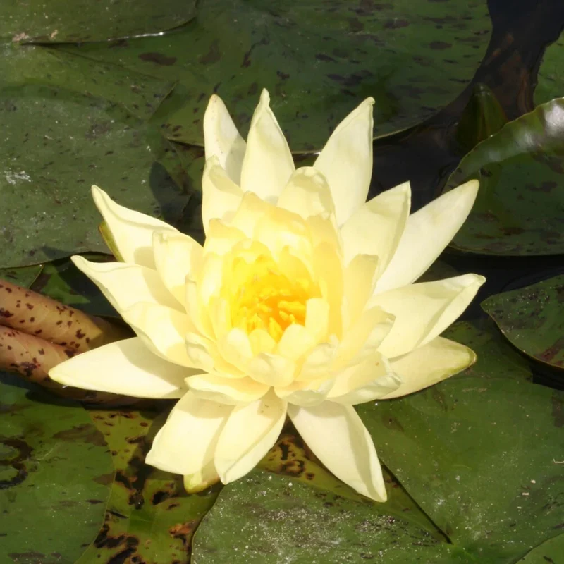 Seerose ‘Joey Tomocik’