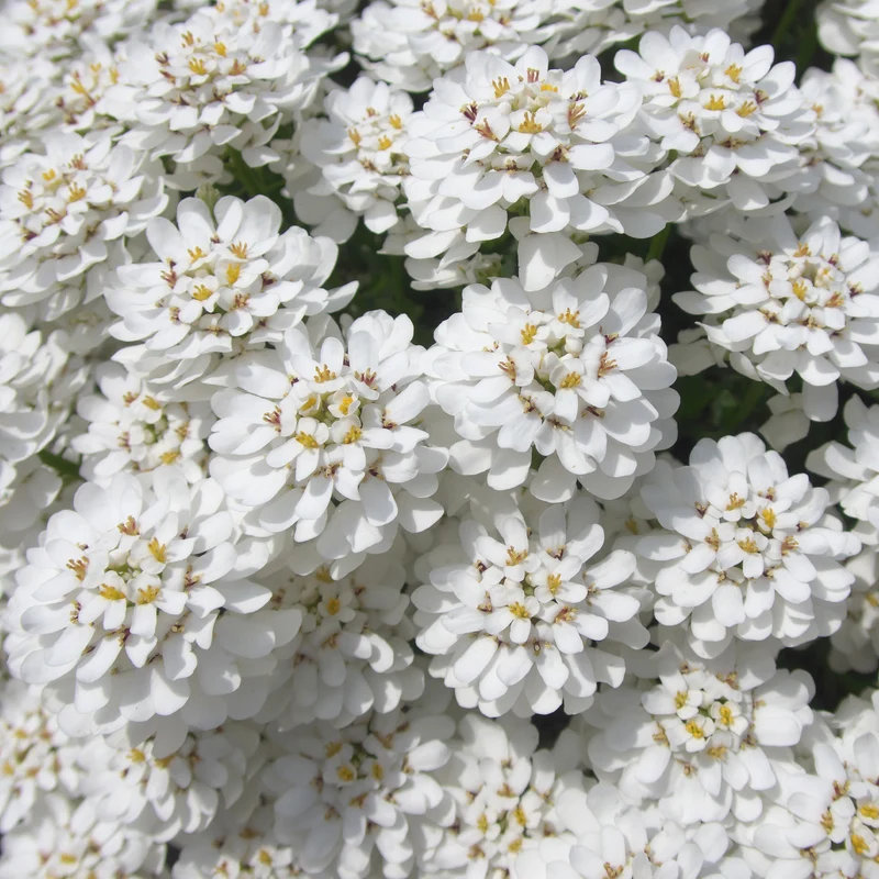 Schleifenblume 'Schneeflocke'