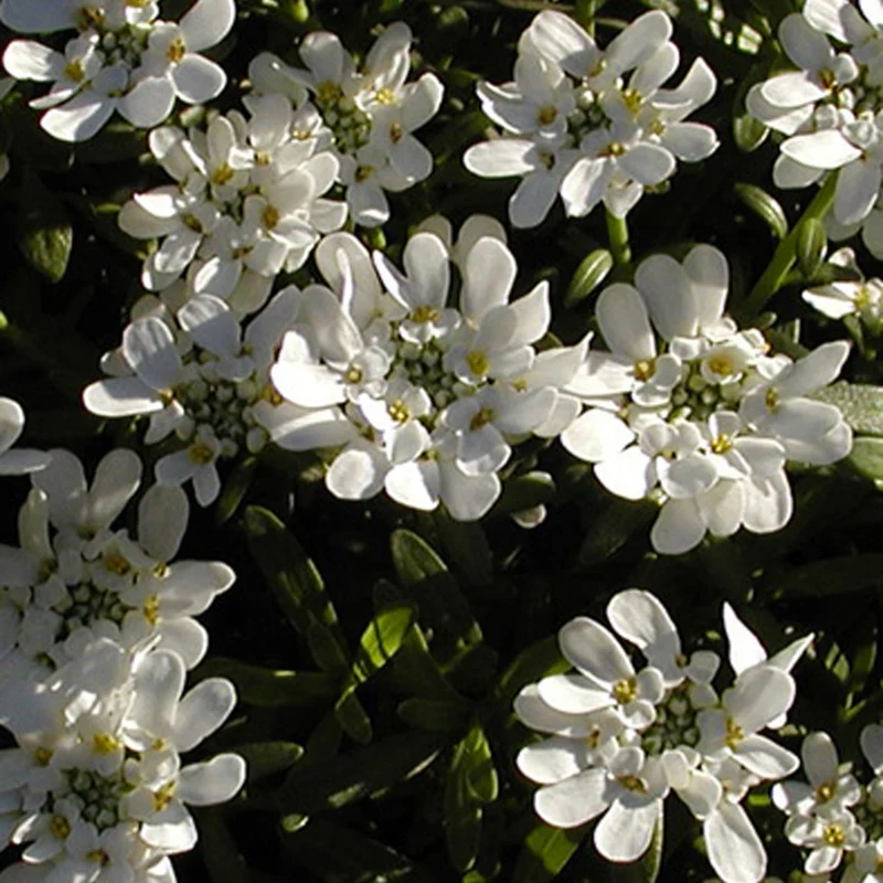 Schleifenblume 'Schneeflocke'