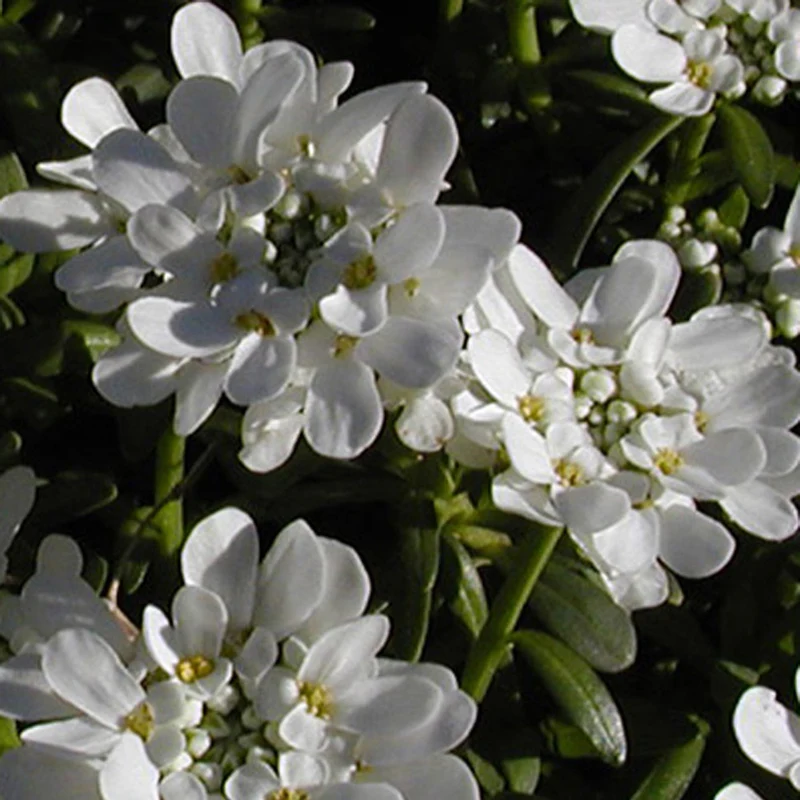 Schleifenblume 'Schneeflocke'