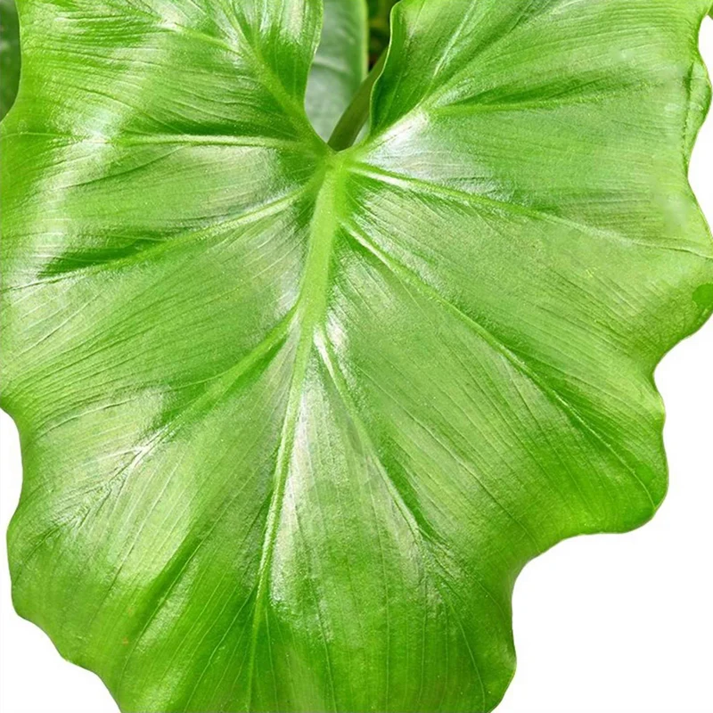 Philodendron Monstera Shangri La