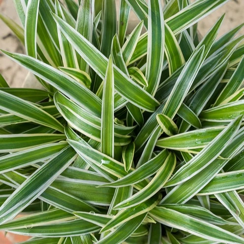 Grünlilie 'Ocean'