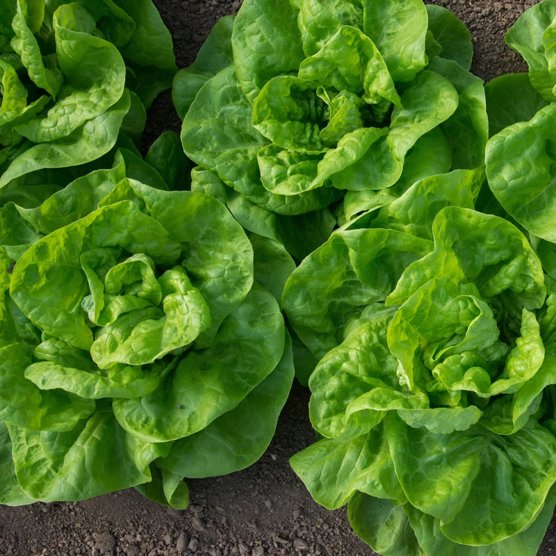 Kopfsalat Novappia (x6)