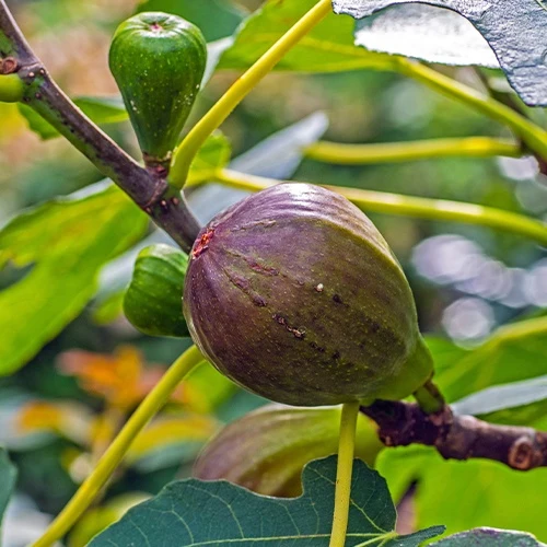 Feigenbaum 'Brown Turkey'