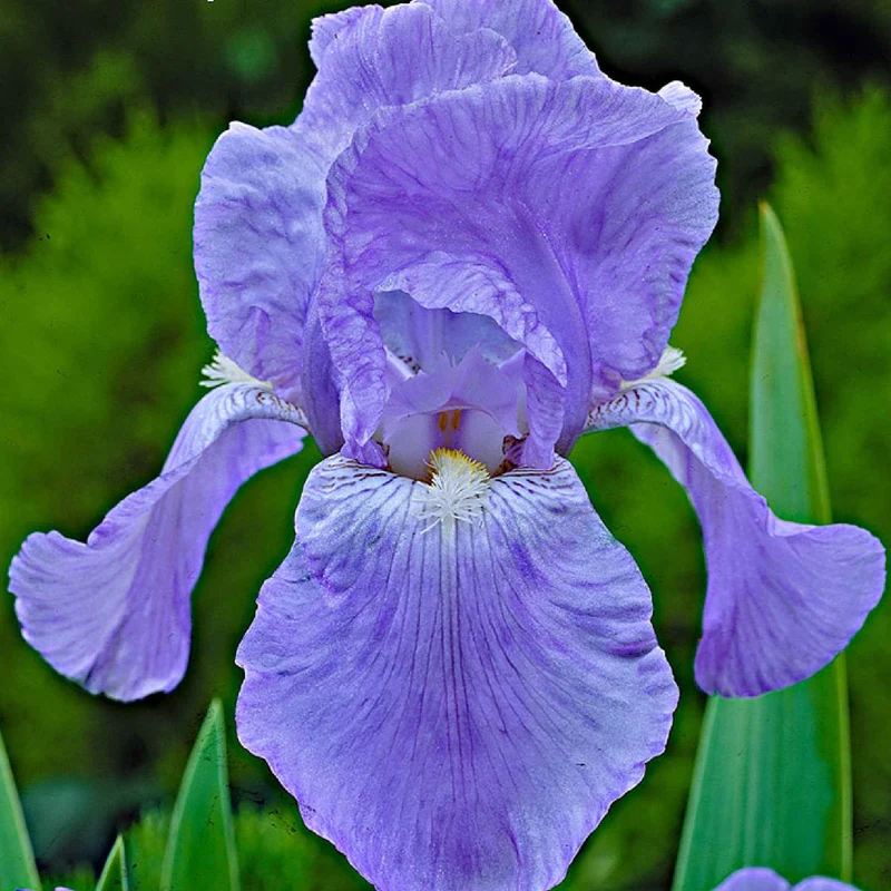 Schwertlilien Mischung 'Magic Melange' (x5)
