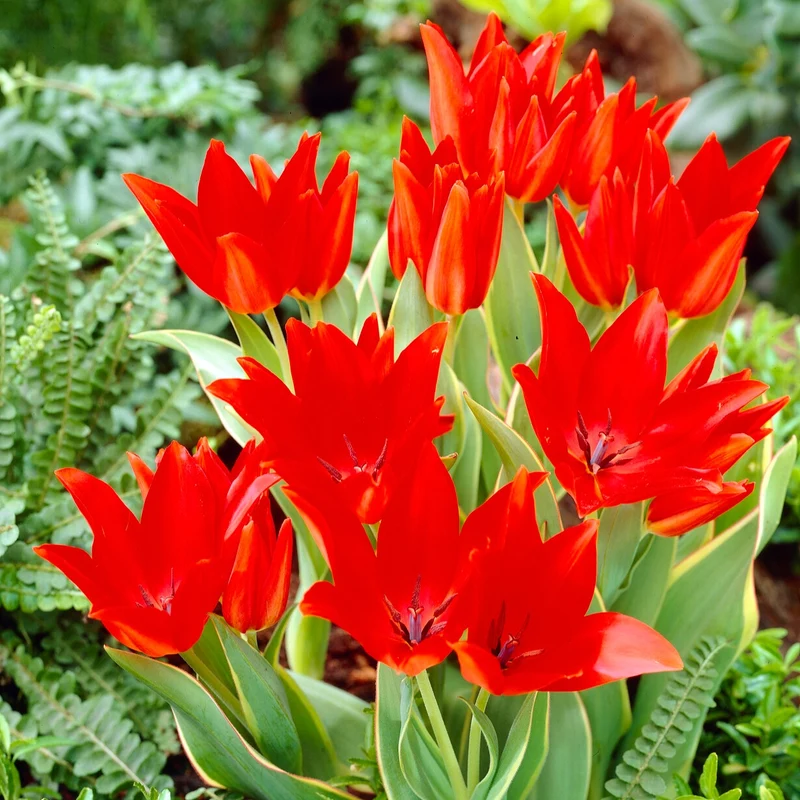 Praestans-Tulpen ‘Bloemenlust’ (x10)