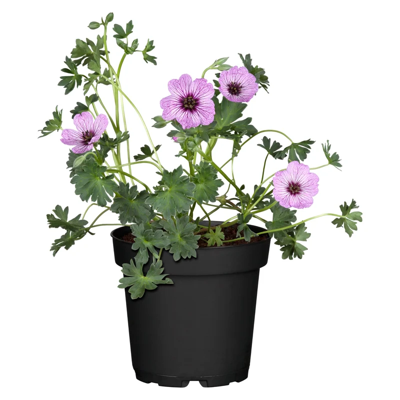 Aschgrauer Storchschnabel 'Ballerina'