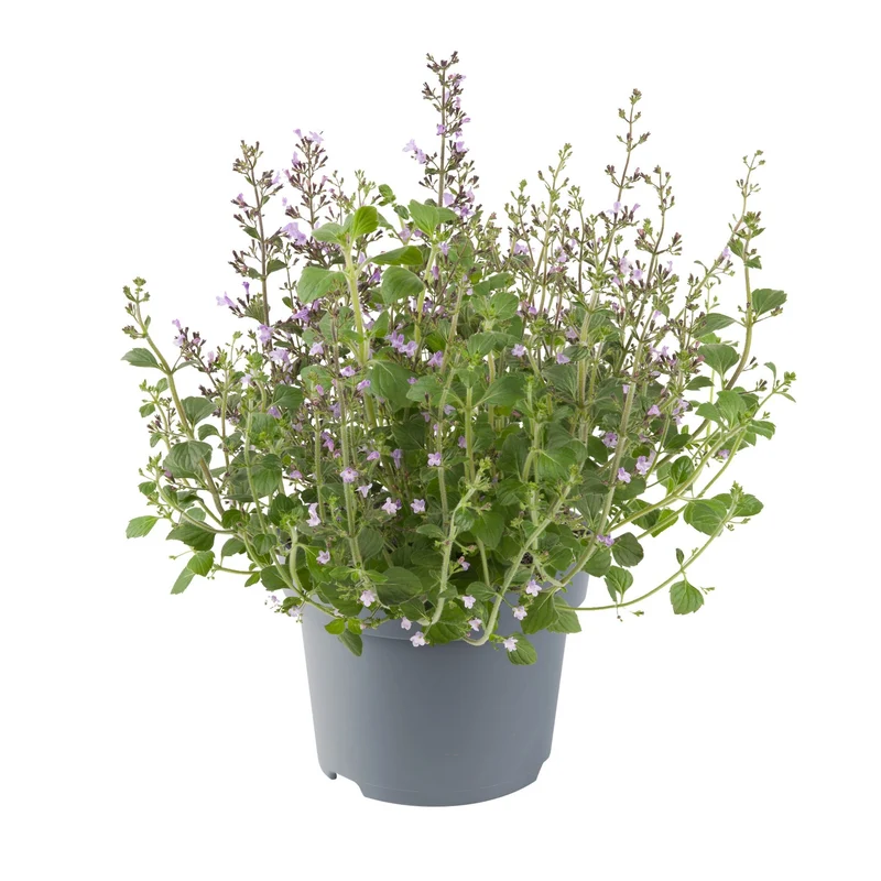 Bergminze 'Marvelette'