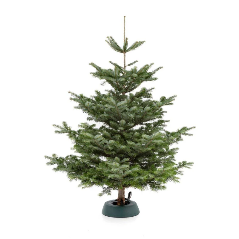 Weihnachtsbaum Nordmanntanne M | ca. 125 - 150 cm
