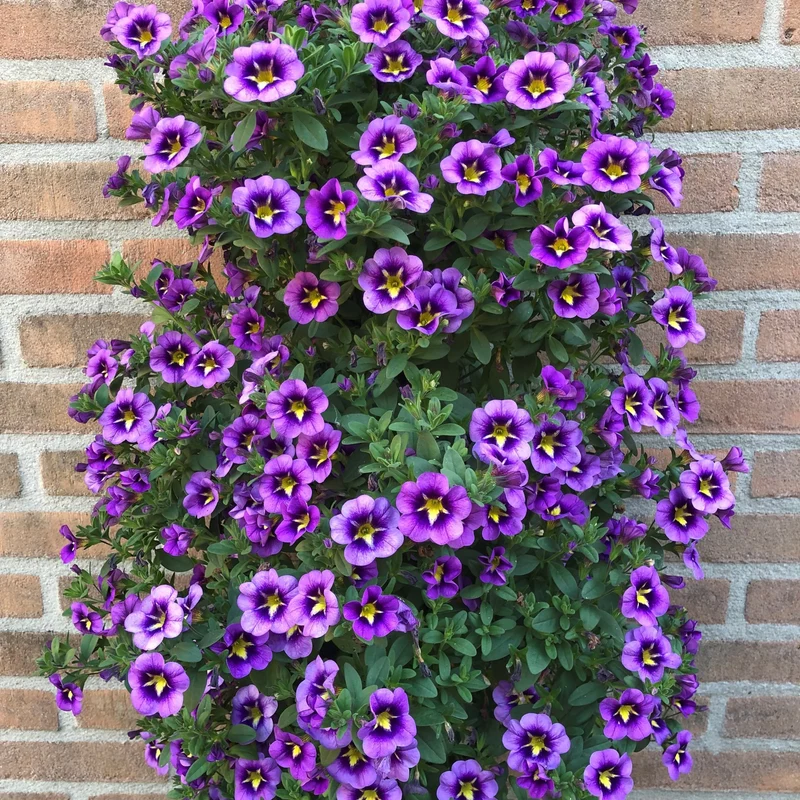 Zauberglöckchen Bumble Bee (x3)