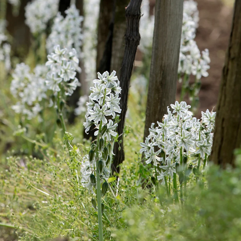 Ornithogalum Saundersiae
