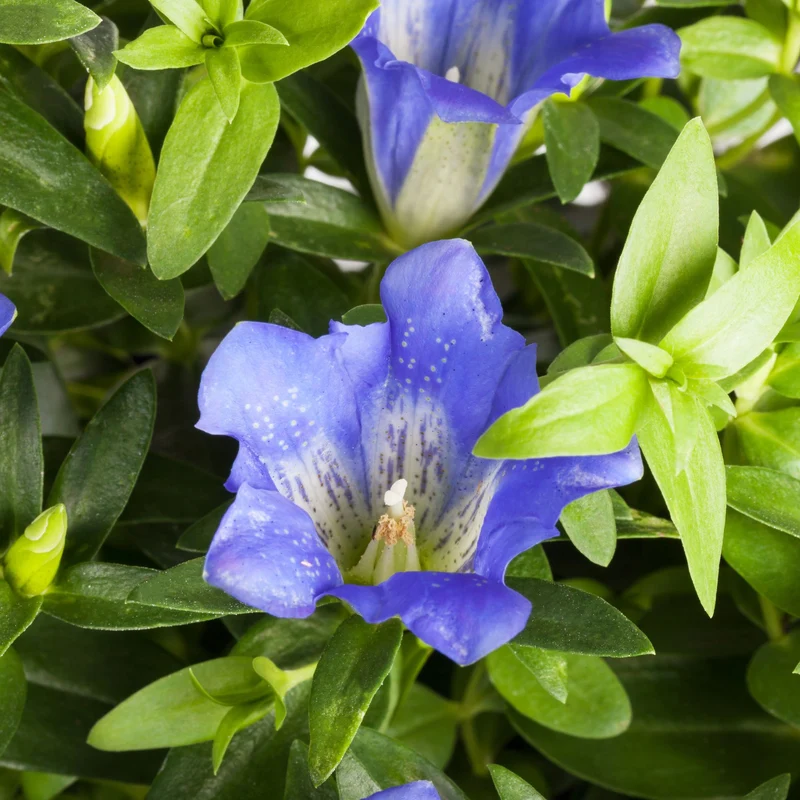Enzian 'Luis Easy Blue'
