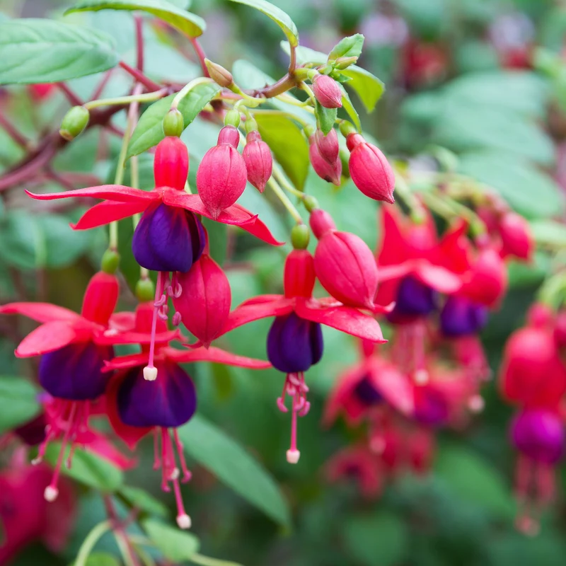 Hängende Fuchsie