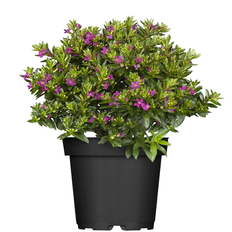Japanische Myrthe 'Flory Glory'