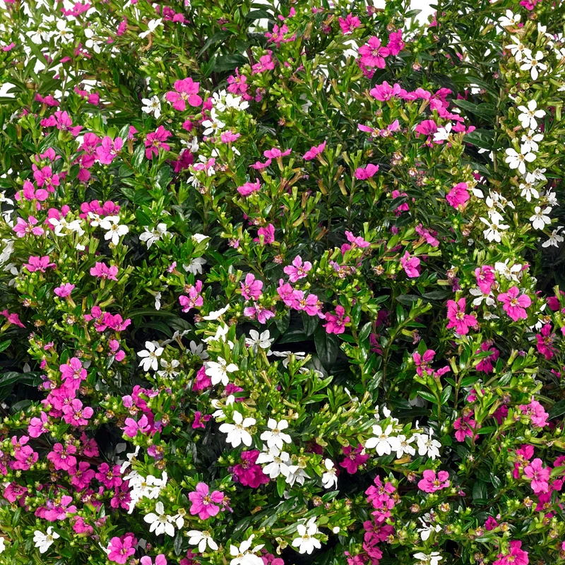Japanische Myrthe 'Flory Glory Duo'
