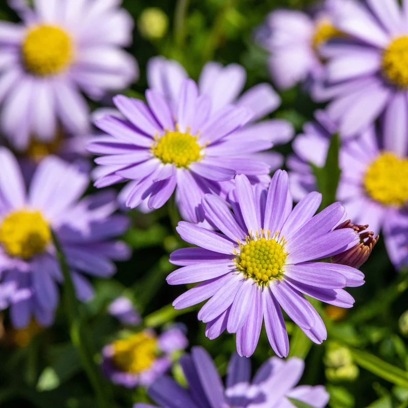Australisches Gänseblümchen