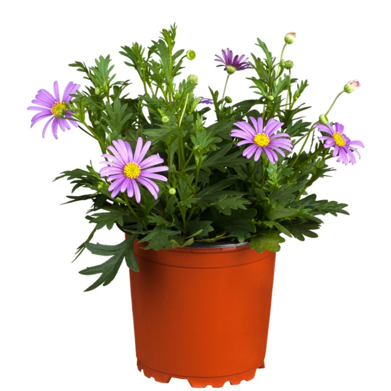 Australisches Gänseblümchen
