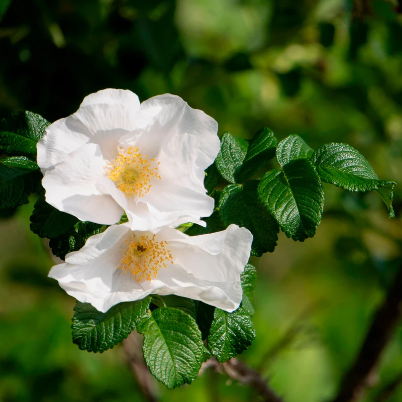 Weiße Apfelrose Alba