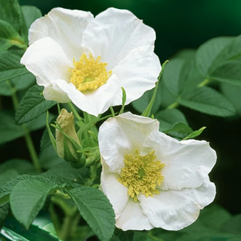 Weiße Apfelrose Alba
