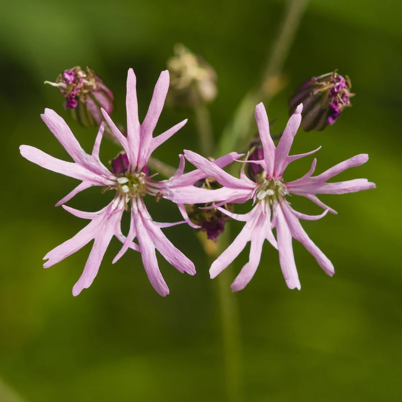 Zwergkuckucksblume 'Nana'