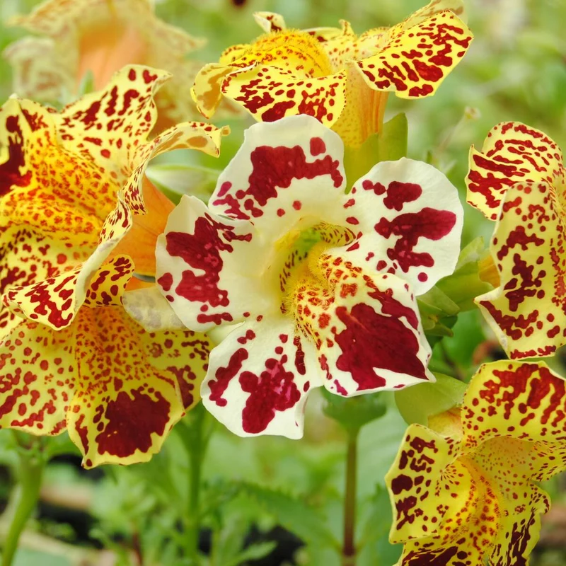 Gauklerblume
