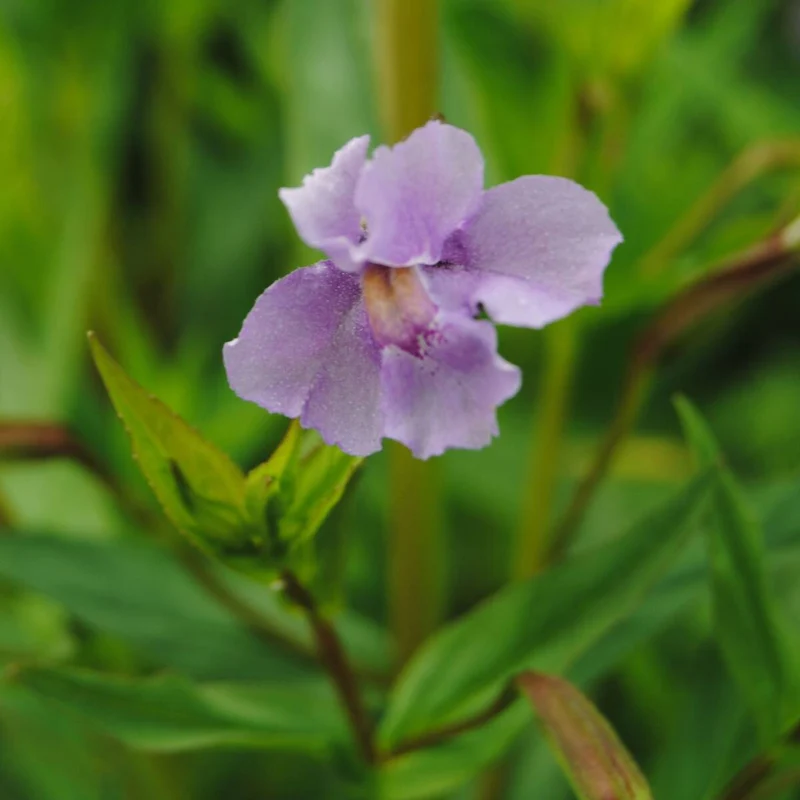 Gauklerblume