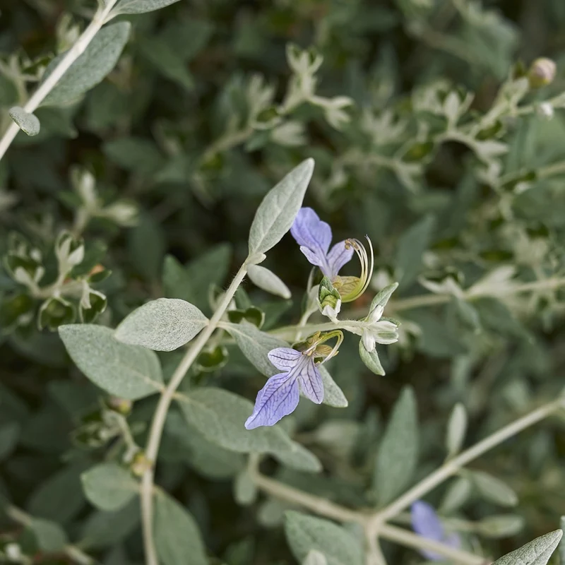Strauch-Gamander 'Azureum'